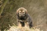 DOGUE DU TIBET 400